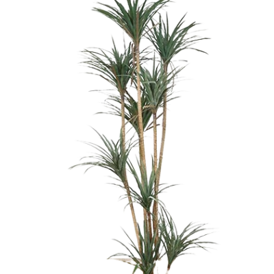 VASO DRACAENA 180 cm